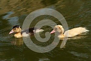 Yellow pat swimming in green lake