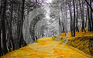 A yellow path in the middle of a colorless forest