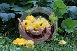 Yellow patissons in a basket on the grass