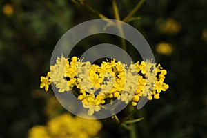 `Yellow Patrinia` flowers - Patrinia Scabiosifolia