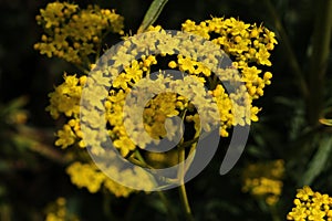 `Yellow Patrinia` flowers - Patrinia Scabiosifolia