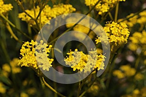 `Yellow Patrinia` flowers - Patrinia Scabiosifolia