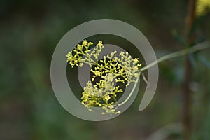 Yellow patrinia flowers photo