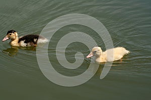 Yellow pats swimming in green lake