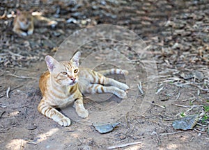 Yellow pattern thai cat lying on the ground.