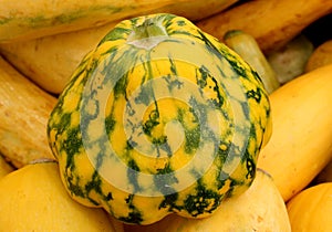 Yellow patty pan with green patches, Cucurbita pepo