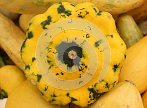 Yellow patty pan with green patches, Cucurbita pepo