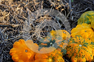 Yellow Pattypan Squashes