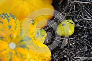 Yellow Pattypan Squashes