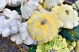 Yellow Pattypan summer squash with round and shallow shape