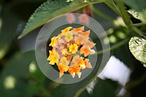 Yellow and peach colored Common lantana (Lantana camara) : (pix Sanjiv Shukla)