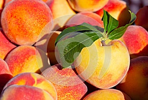 Yellow peaches in early morning light at a local farmer`s market