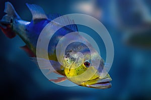 Yellow Peacock Bass - Freshwater Fish photo
