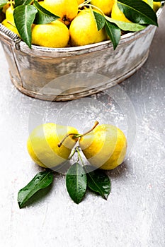 Yellow pear in grey basket in grey background. Harvest.