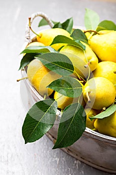 Yellow pear in grey basket in grey background. Harvest. Close up. Full box of pears.