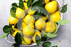 Yellow pear in grey basket in grey background. Harvest. Top view. Full box of pears.