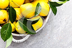 Yellow pear in grey basket in grey background. Harvest. Top view. Full box of pears. Copy space.