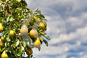 Yellow pear growing on fruit tree in late summer with copy space