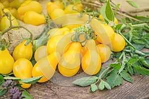 Yellow pear tomatoes. Healthy natural organic food