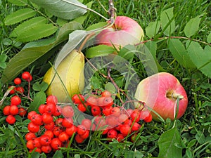 Yellow pear, two red apples, a branch of red Rowan