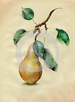 Yellow pears