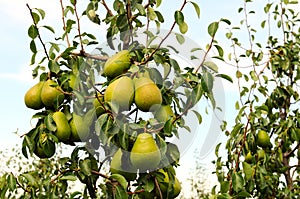 Yellow pears on pear tree