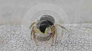 Yellow pedipalps jumping spider cleaning its legs