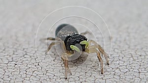 Yellow pedipalps jumping spider moving a little