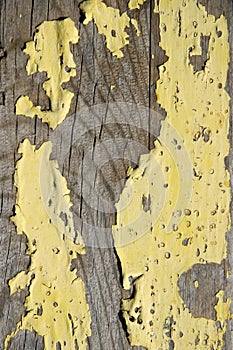 Yellow Peeling Warped Wood