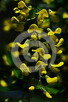 Yellow pendulous racemes with flowers of Common Laburnum, also called Golden Chain, latin name Laburnum Anagyroides