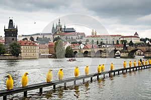 Yellow Penguins in Prague