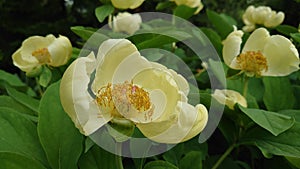 Yellow peonies blooming in the springtime