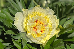 Yellow peony Bartzella blooms against a dark background, close-up.