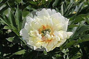 Yellow peony flower Itoh hybrid, cultivar Bartzella close-up. Flowering peony