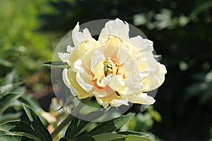 Yellow peony flower Itoh hybrid, cultivar Bartzella close-up. Flowering peony