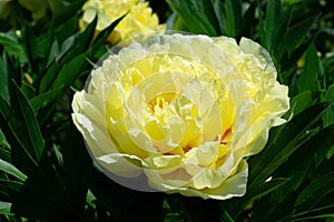 Yellow peony flowering in the garden