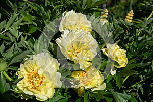 Yellow Peony Hybrid `Bartzella` in the spring garden