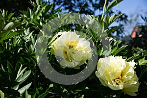 Yellow Peony Hybrid `Bartzella` in the spring garden