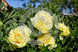 Yellow Peony Hybrid `Bartzella` in the spring garden