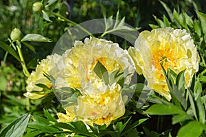 Yellow Peony Hybrid `Bartzella` in the spring garden