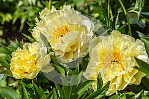 Yellow Peony Hybrid `Bartzella` in the spring garden