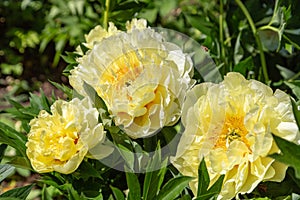 Yellow Peony Hybrid `Bartzella` in the spring garden