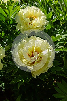 Yellow Peony Hybrid `Bartzella` in the spring garden