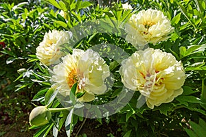 Yellow Peony Hybrid `Bartzella` in the spring garden