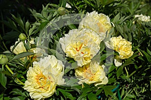 Yellow Peony Hybrid `Bartzella` in the spring garden