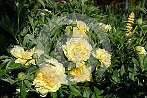 Yellow Peony Hybrid `Bartzella` in the spring garden