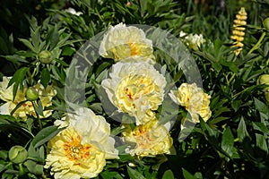 Yellow Peony Hybrid `Bartzella` in the spring garden