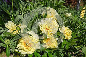 Yellow Peony Hybrid `Bartzella` in the spring garden