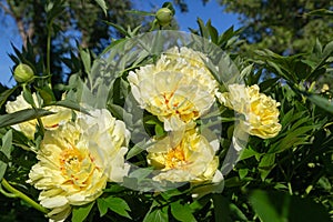 Yellow Peony Hybrid `Bartzella` in the spring garden