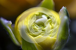 Yellow peony plant, macro photo.